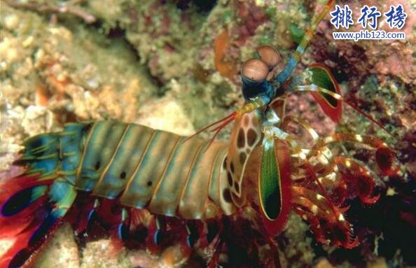 世界上最兇猛的蝦:雀尾螳螂蝦,可擊穿防彈玻璃(視頻)