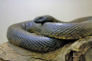 世界上十大最毒的蛇排行榜,細鱗太攀蛇一口毒死25萬隻老鼠