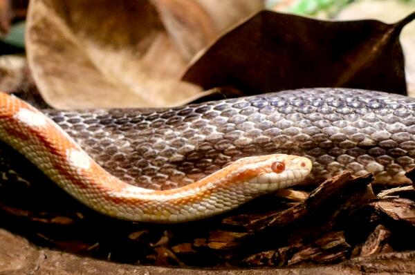 世界十大最長的蛇類