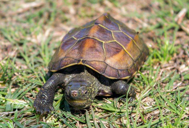 最有靈性的龜排名 巴西龜位列第一名