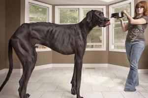 世界上最大的狗，英國大喬治(高2.2米/重111斤)