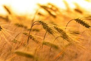 世界十大大麥生產國：俄羅斯第一，第二種植在乾旱地區