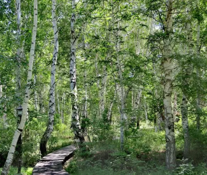 哈巴河白樺國家森林公園