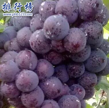 晉州葡萄