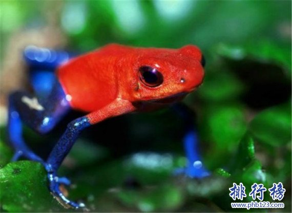 世界上極危青蛙,紅帶箭毒蛙（極度瀕危物種）