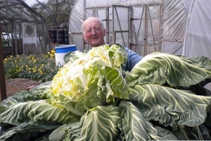 世界上最大的菜花 重量超過27公斤