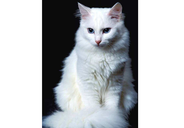 世界十大最漂亮的貓 優雅還是可愛，你喜歡哪種