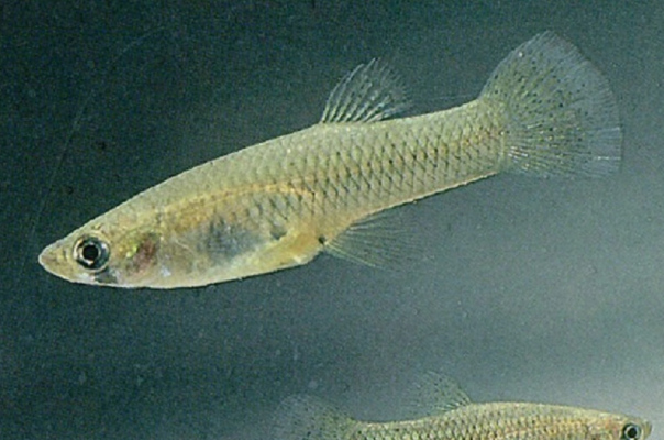 十大繁殖最快的魚排行榜