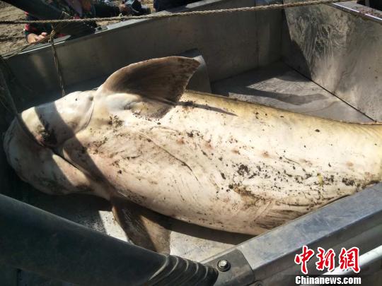黑龍江撫遠漁民捕獲一條450斤重罕見鱘鰉魚