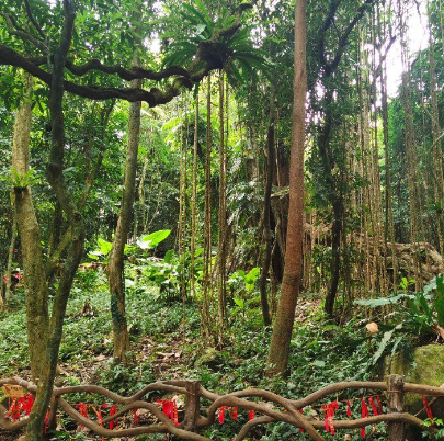 百花嶺熱帶雨林文化旅遊區
