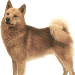 芬蘭狐狸犬