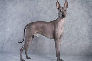 世界上十大最醜的狗 墨西哥無毛犬腿細短皮膚皺巴