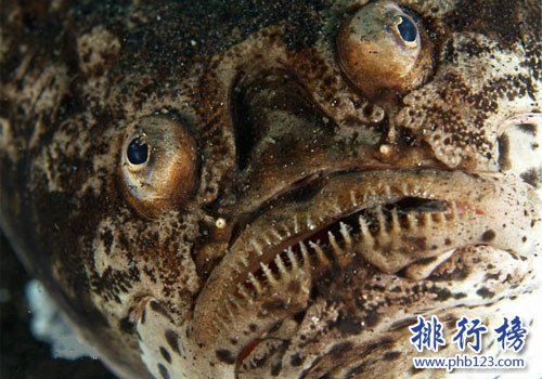 世界上最醜的魚排行榜,水滴魚位列第一（沒有最醜只有更醜）