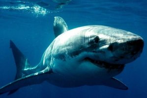 世界最兇猛鯊魚排行前十，噬人鯊上榜，第四是世界上最大的魚類