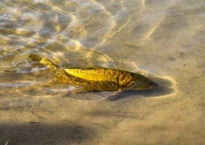 揭秘水中精靈“鏡子魚”的真實面目（存活率高達98%左右）
