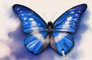 世界上最美的蝴蝶排名 藍閃蝶上榜，第六形似枯葉