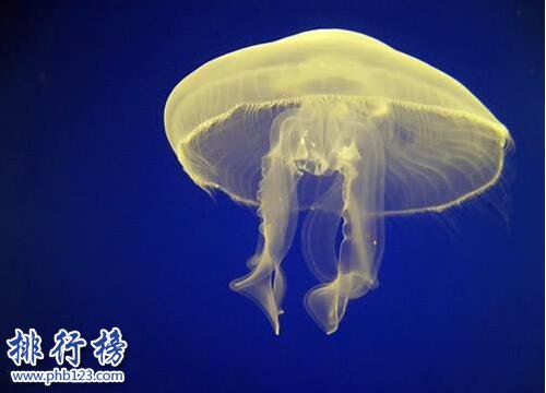 海洋十大毒物排行榜,這些深海最毒生物你都見過嗎？