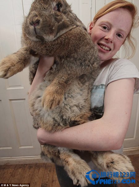 世界上最重的兔子:拉爾夫