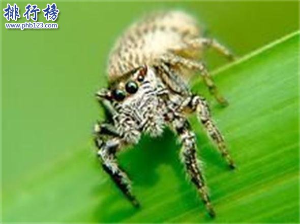 世界上最小的蜘蛛：體型0.043厘米，比句號還要小