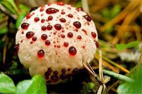 世界最奇特且最毒的十大蘑菇 血齒菌像是草莓奶油冰淇淋