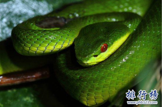 世界上十大最美的蛇,玉米錦蛇是很漂亮的具有觀賞性的寵物蛇