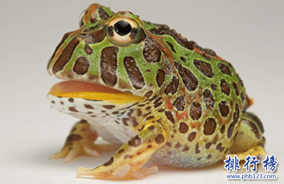 世界上最普遍的寵物蛙,角蛙是寵物蛙飼養入門寵物