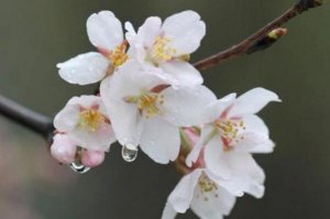 最常見的十大櫻花品種，寒緋櫻上榜，第一賞花期較短