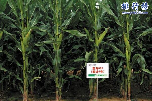 中國種植業企業排名