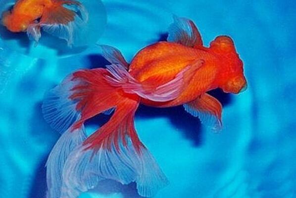 中國十大名貴金魚 玉印頭魚上榜，第五有“鴻運當頭”的寓意