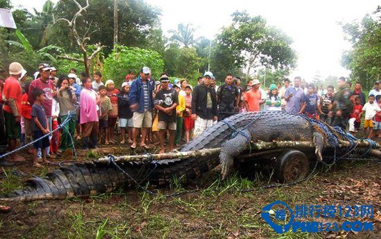 世界上最大的鱷魚