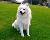 世界中型犬排行榜，薩摩耶被稱為“微笑天使”（體重：30公斤）