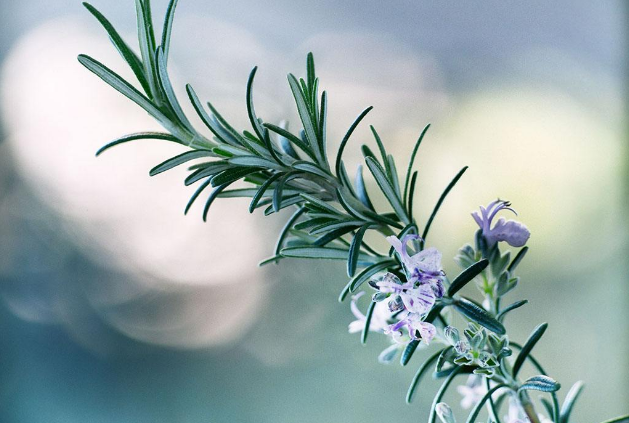 世界十大最香的植物 迷迭香僅排第九，你認識幾種