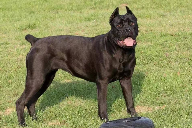 世界十大強悍的狗狗 藏獒僅列第五，第一外號戰神