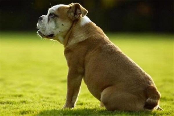 世界十大兇悍猛犬 高加索犬生存能力強，土佐鬥犬被多國禁養