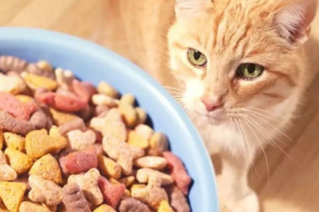 貓糧中的三大毒糧：防腐劑、誘食劑，出現這些要注意