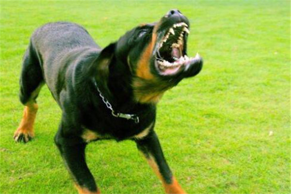 世界十大凶犬最新排名 第七被稱為殺人犬，建議最好別養