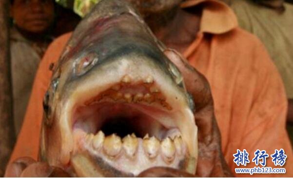 世界上最奇葩的魚，人齒魚專吃男性睪丸