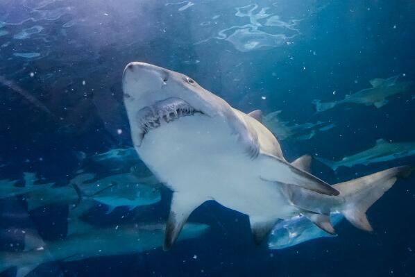 全球最兇猛的十大鯊魚排名