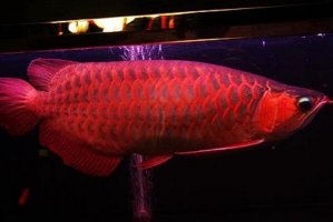 世界十大最貴的觀賞魚  繡蝴蝶魚上榜，第六價格高達8000美元