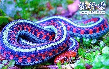 世界上最奇異的蛇：香蛇，能發出香氣,防蚊