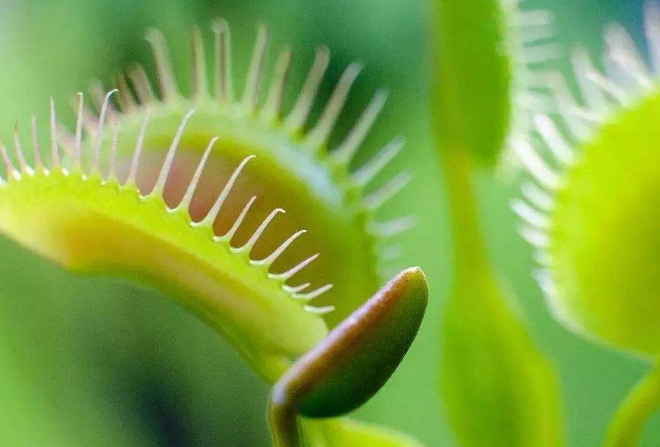 世界最奇怪的十大植物 會跳舞的草，你見過嗎