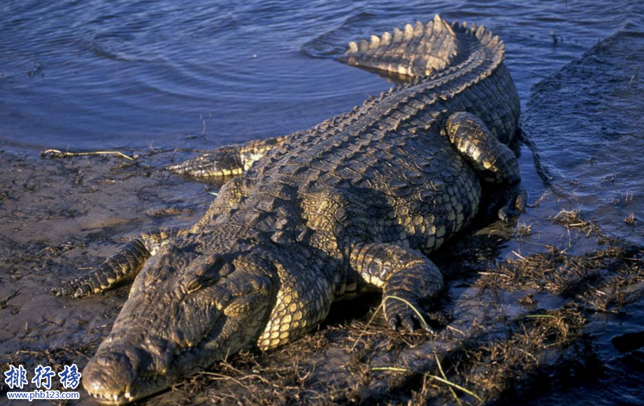 已滅絕頂級食肉動物:長2.5米的蟲和與鱷魚一樣大的蜈蚣