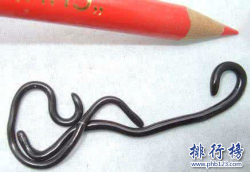 世界上最小的蛇,鉤盲蛇（常被誤認為是蚯蚓）