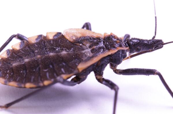 十大最可怕的昆蟲排名