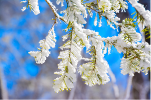 四季常青又耐寒的樹：松樹女貞上榜，零下二十度也能持續生長