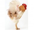 世界上最重的雞，白斑雞重達10千克（雞中之王）