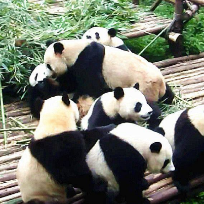 福州熊貓世界