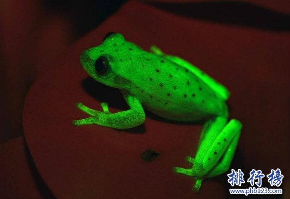 世界上第一種螢光蛙,南美圓點樹蛙