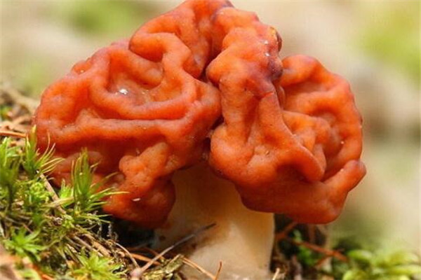 世界最奇特且最毒的十大蘑菇 血齒菌像是草莓奶油冰淇淋
