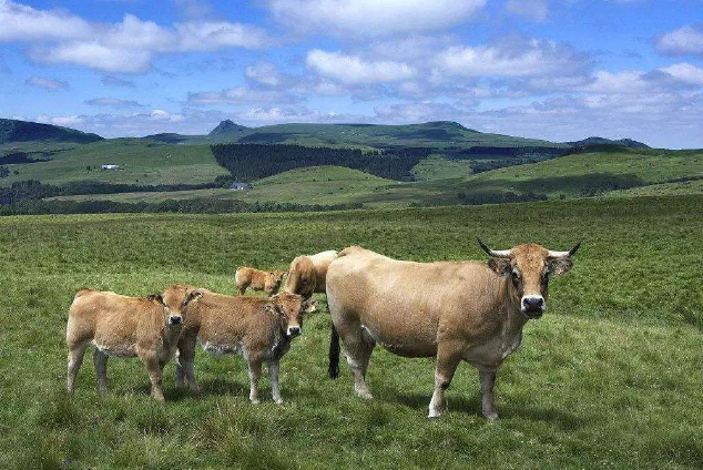 世界十大頂級牛肉 澳洲和牛僅列第四，日本和牛最頂級